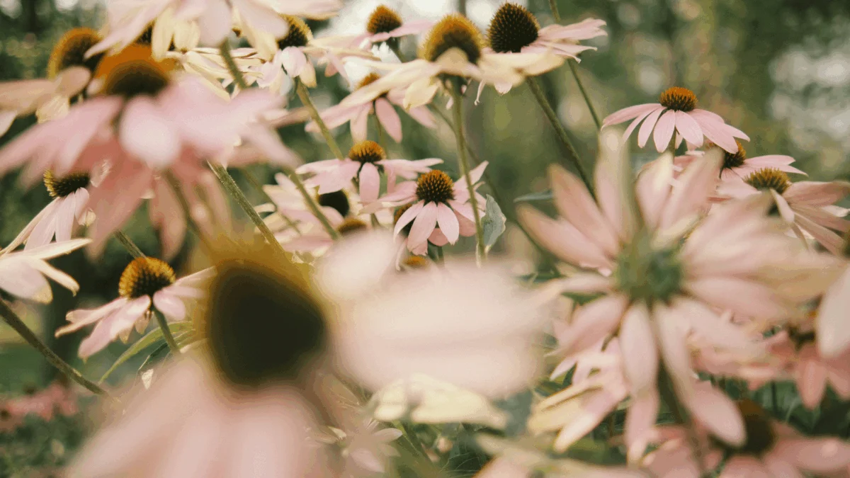 Pinterest: The Digital Canvas for Romanticizing Life and Cultivating Well-being