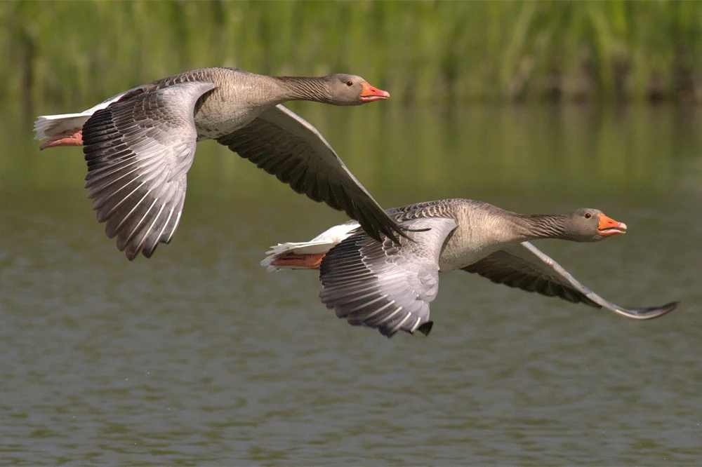 The Strategic Blueprint for Successful Affiliate Program Migration: Navigating Technical and Relational Transitions in Digital Marketing