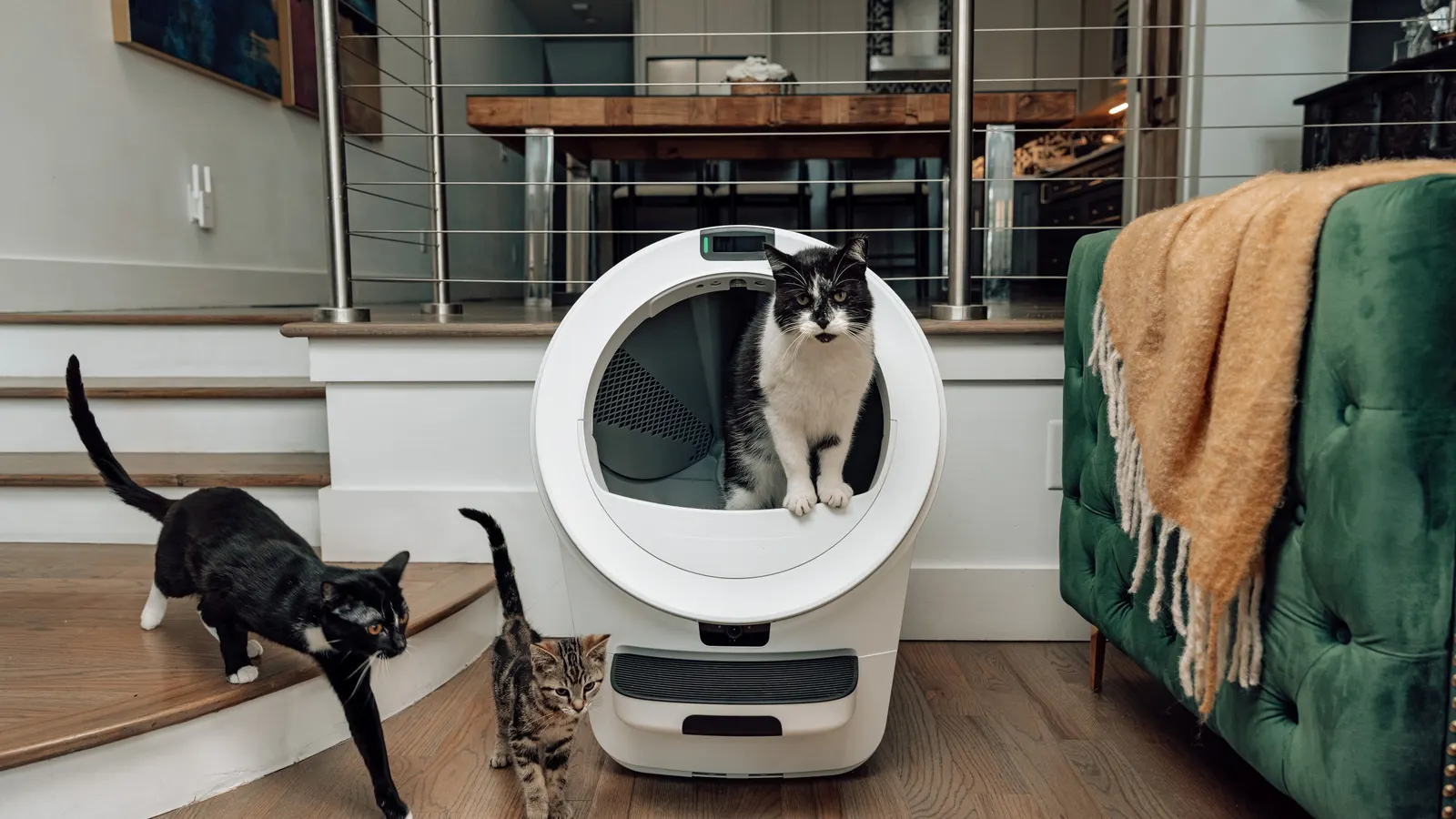 Whisker Aims to Elevate Feline Companionship with "The Future is Feline" Marketing Initiative